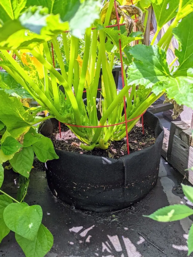https://www.ruralsprout.com/wp-content/uploads/2021/07/grow-bags-zucchini-768x1024.jpg.webp