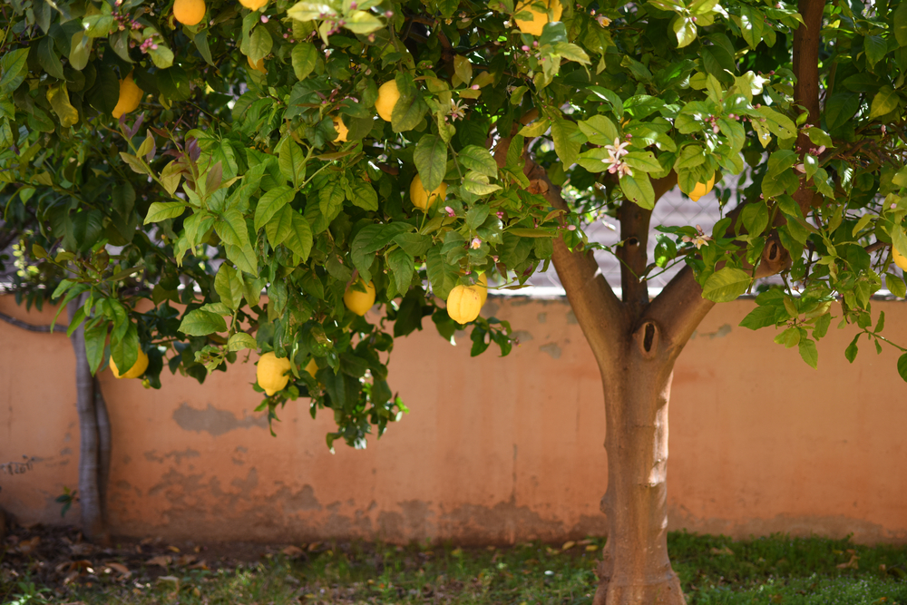 Lemon Tree Leaves Turning Yellow? Here's How to Fix It