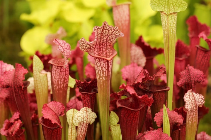 5 Best Carnivorous Plants To Grow Indoors & How To Care For Them