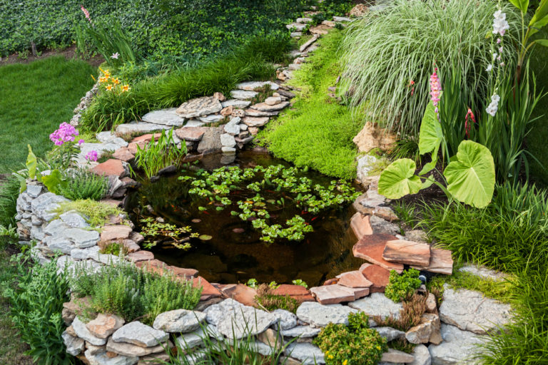 The 10 Best Aquatic Plants For Ponds & Water Features