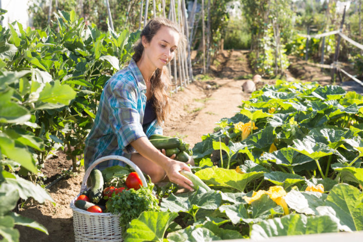 How to Treat Powdery Mildew & Rescue Your Summer Squash & Pumpkins