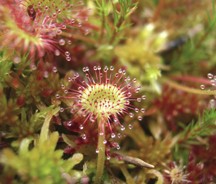 5 Best Carnivorous Plants To Grow Indoors & How To Care For Them