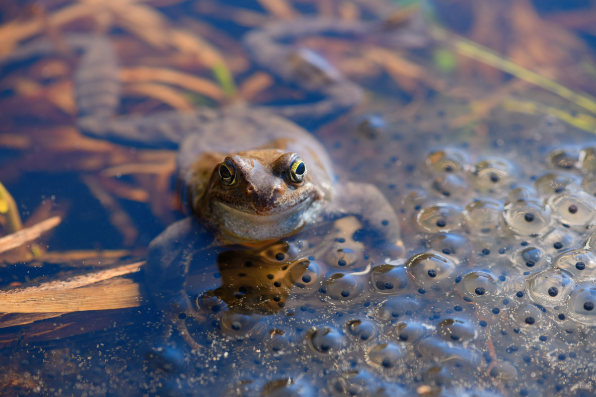 4 Easy Ways To Attract Toads And Frogs To Your Garden