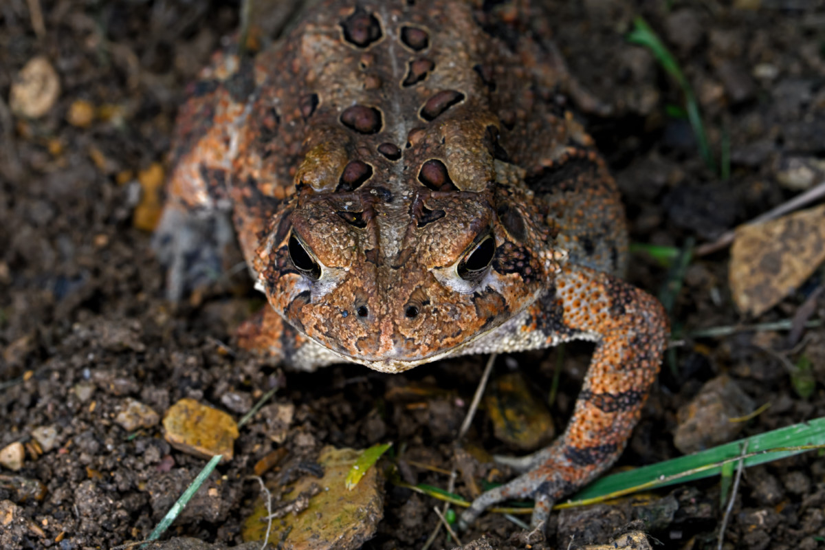 pictures of toads