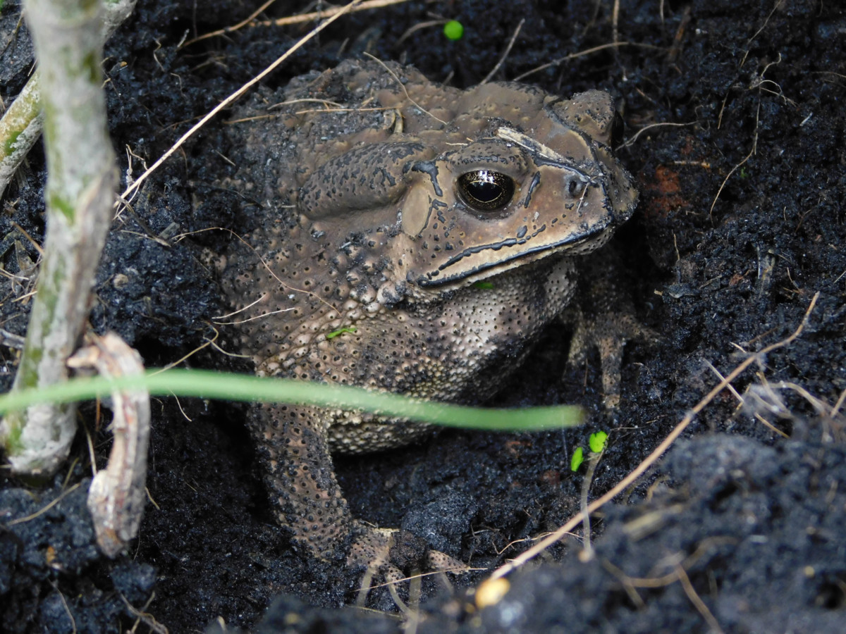 4 Easy Ways to Attract Toads and Frogs to Your Garden