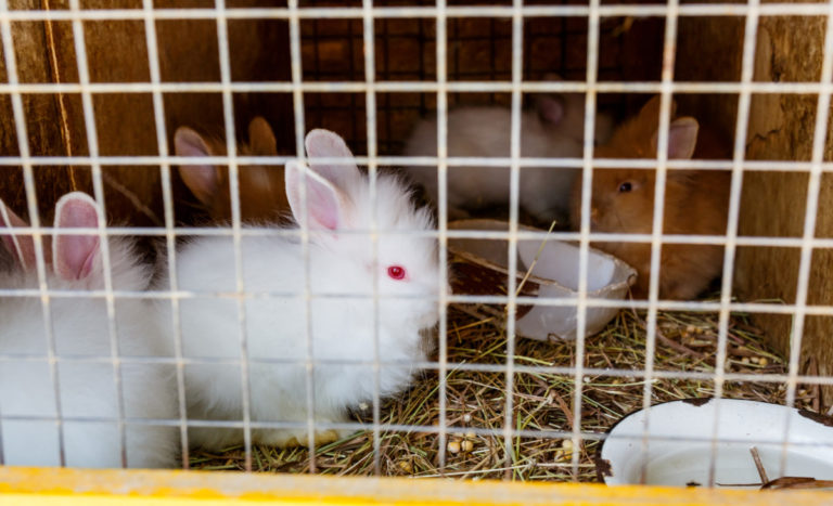 7 Things You Need To Know About Raising Angora Rabbits