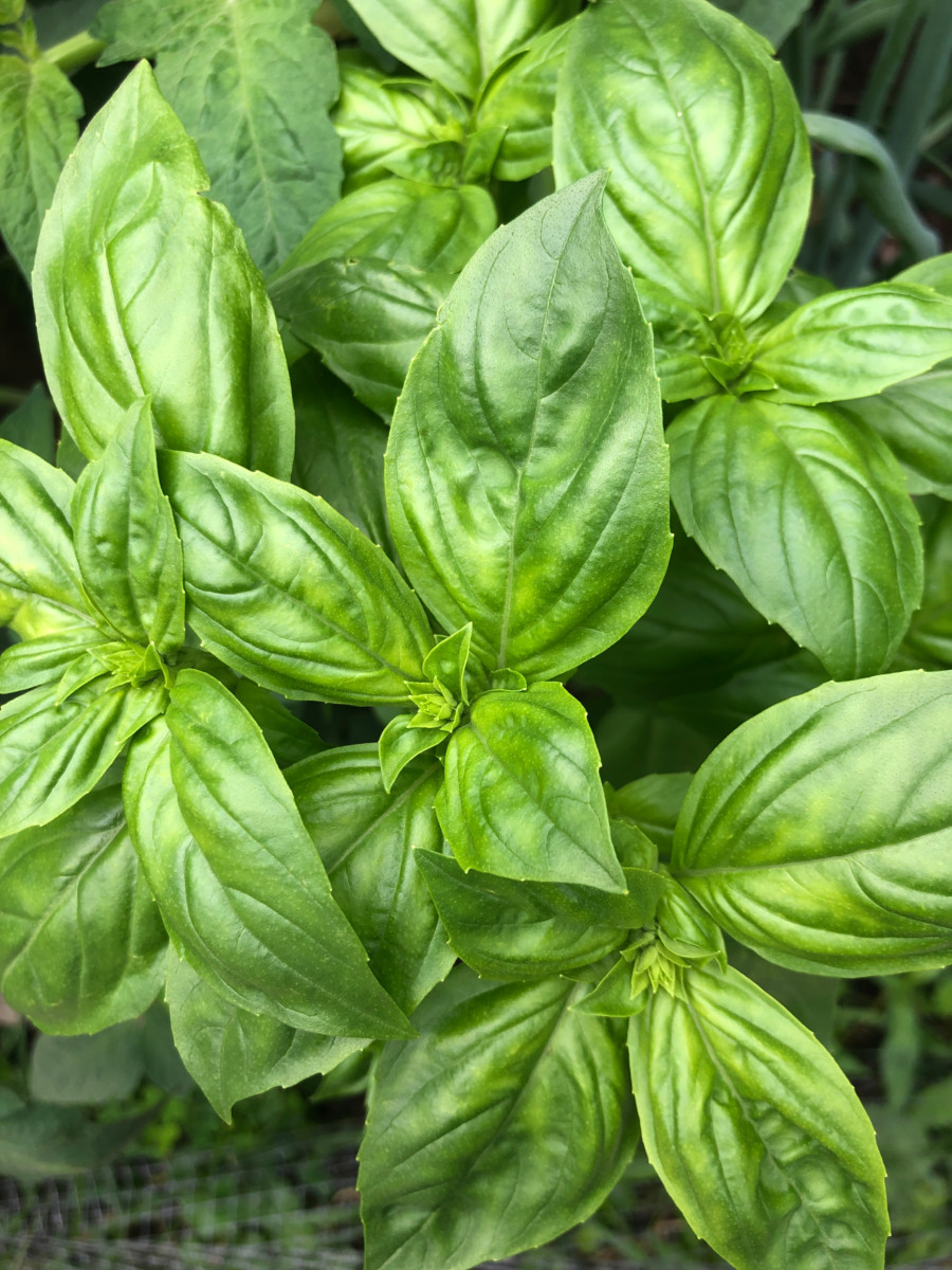 How to Prune Basil for Big, Bushy Basil Plants (With Photos)