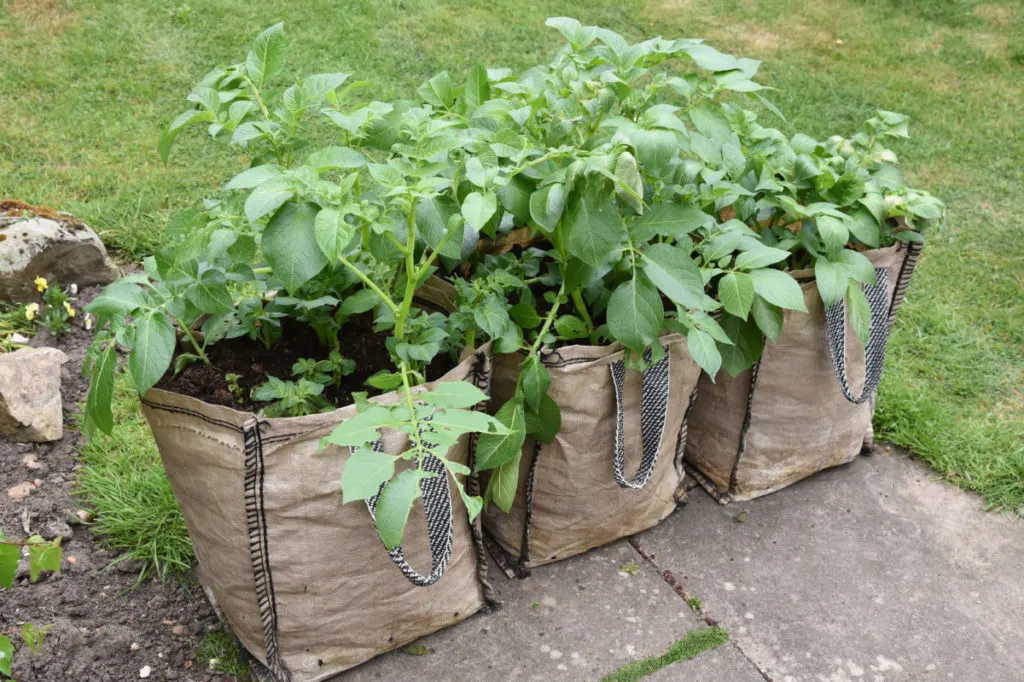 10 Common Container Gardening Mistakes
