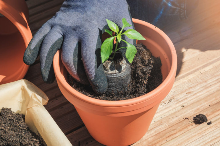 12 Common Container Garden Mistakes You Might Be Making