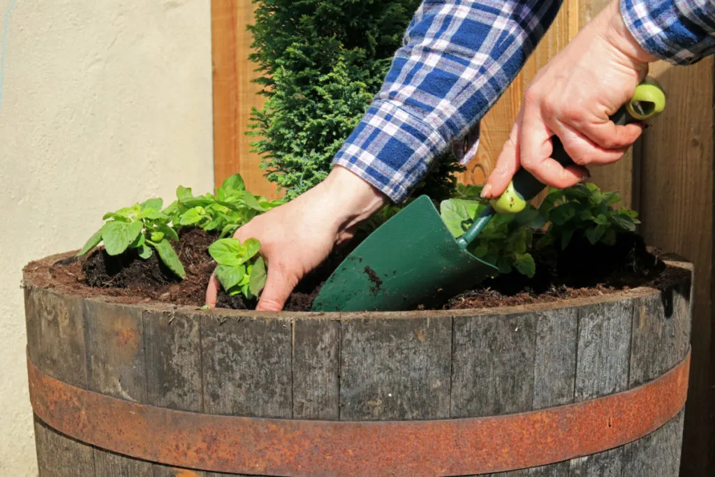 17 Vegetable Container Gardening Mistakes to Avoid
