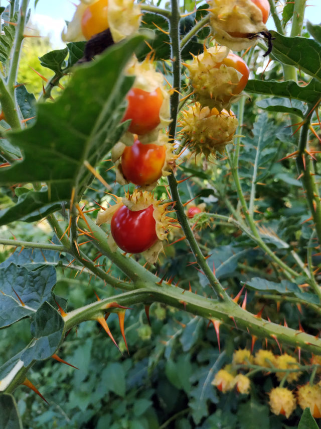 How To Grow, Harvest & Eat Litchi Tomatoes