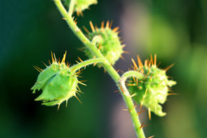 How To Grow, Harvest & Eat Litchi Tomatoes