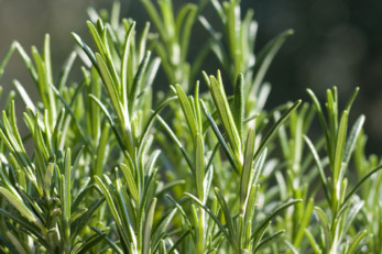 21 Brilliant Uses For Rosemary You've Got To Try