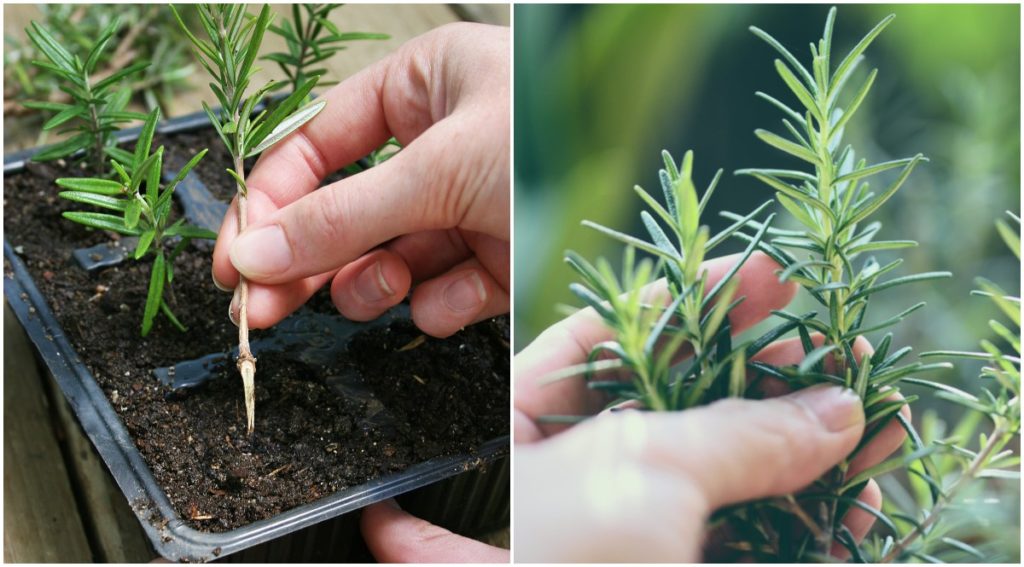 Rosemary: Planting, Growing, and Harvesting Rosemary Plants