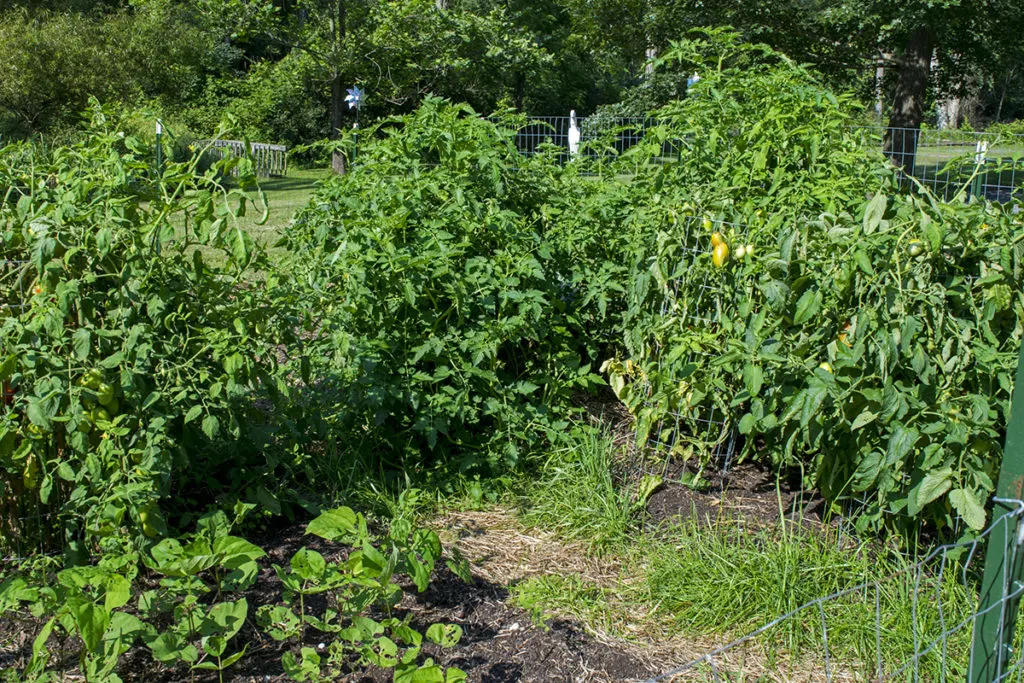Pruning and tying up tomato plants — Corner Store Garden Center