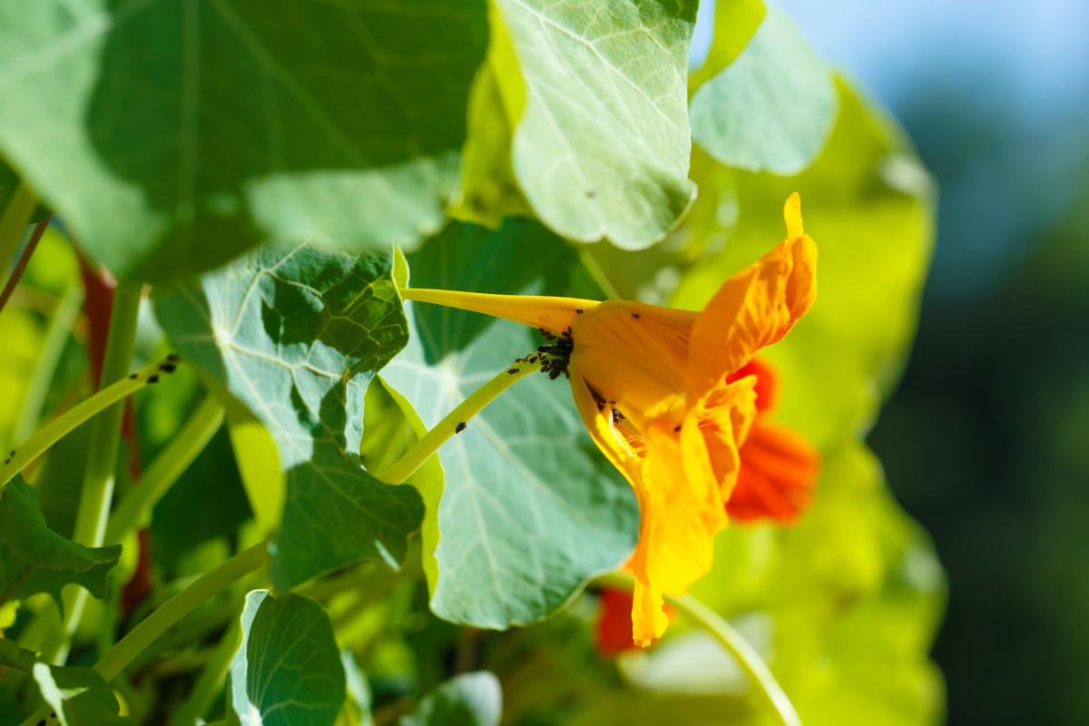 How to Utilize Trap Crops To Save Your Garden From Pests