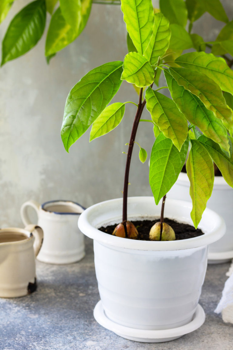 How To Grow an Avocado Tree from Seed & Will It Produce Fruit?