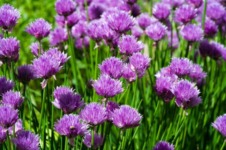 12 Genius Uses for Chives & Chive Blossoms