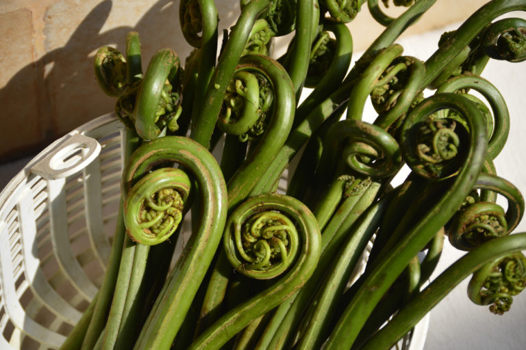 Edible Ferns: Identifying, Growing & Harvesting Fiddleheads