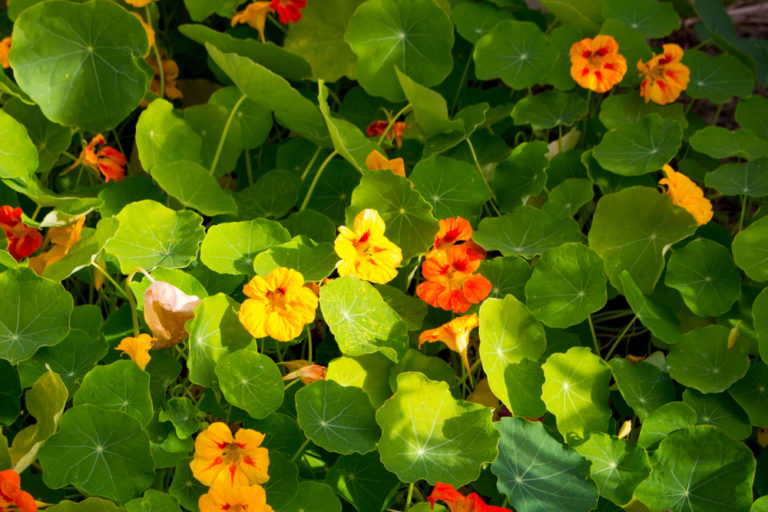 15 Uses For Nasturtium Leaves, Flowers, Seeds & Stems