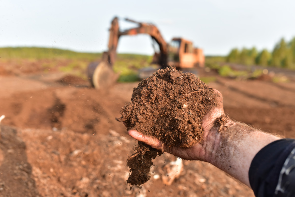 What is Peat Moss and Where to Use it?