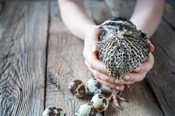 A quail hen being held near the eggs she has layed