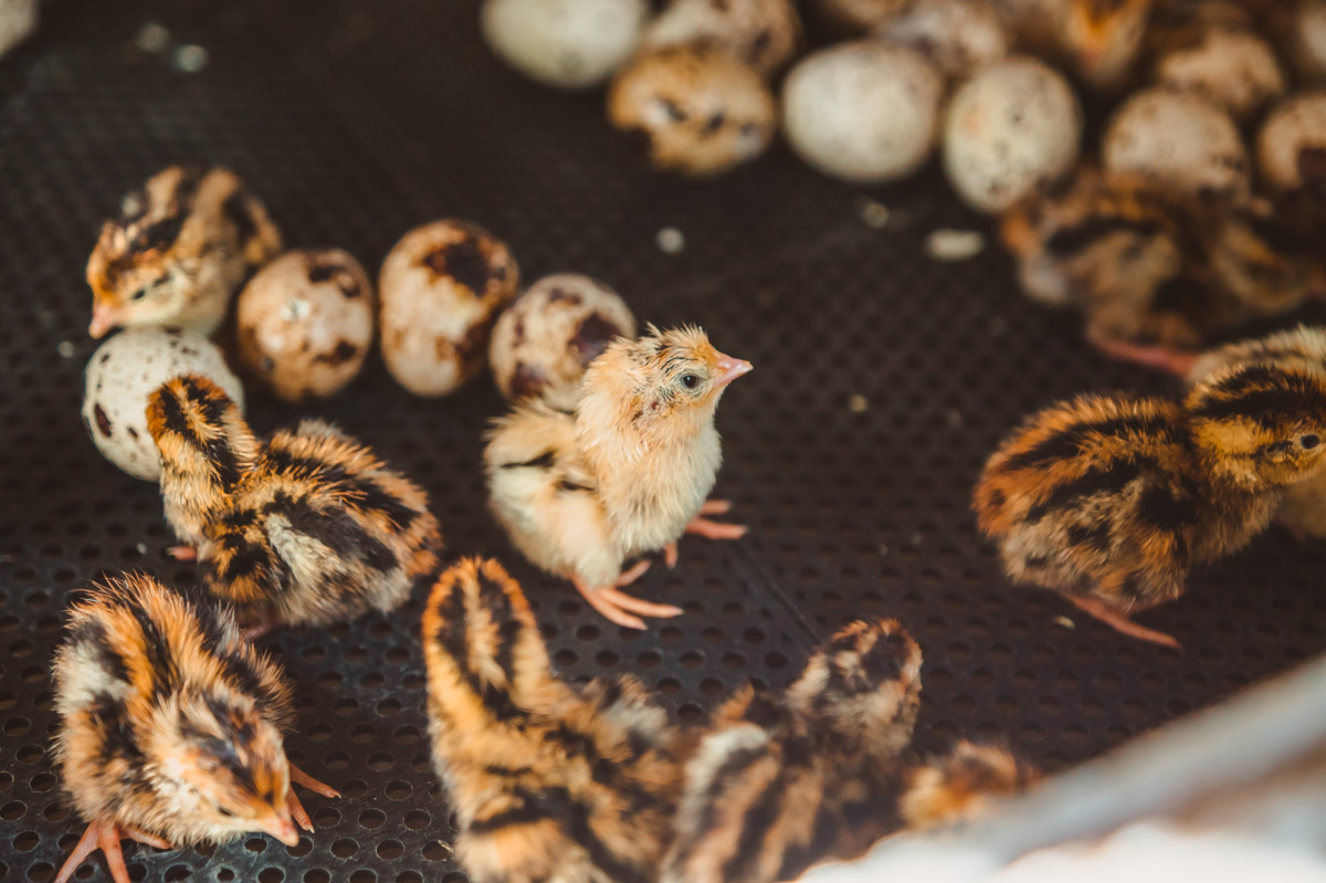 11 Reasons to Raise Quail Instead of Ducks or Chickens + How to Get Started