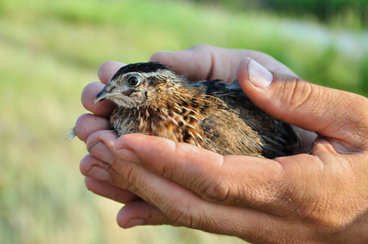 11-reasons-to-raise-quail-instead-of-ducks-or-chickens-how-to-get-started