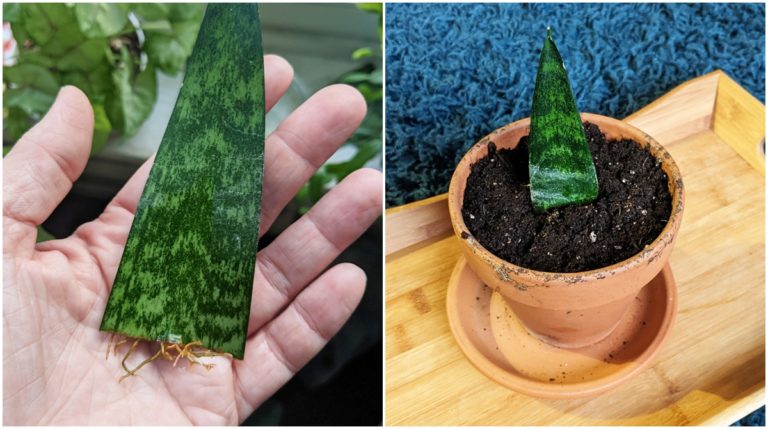 4 Easy Ways to Propagate Snake Plants