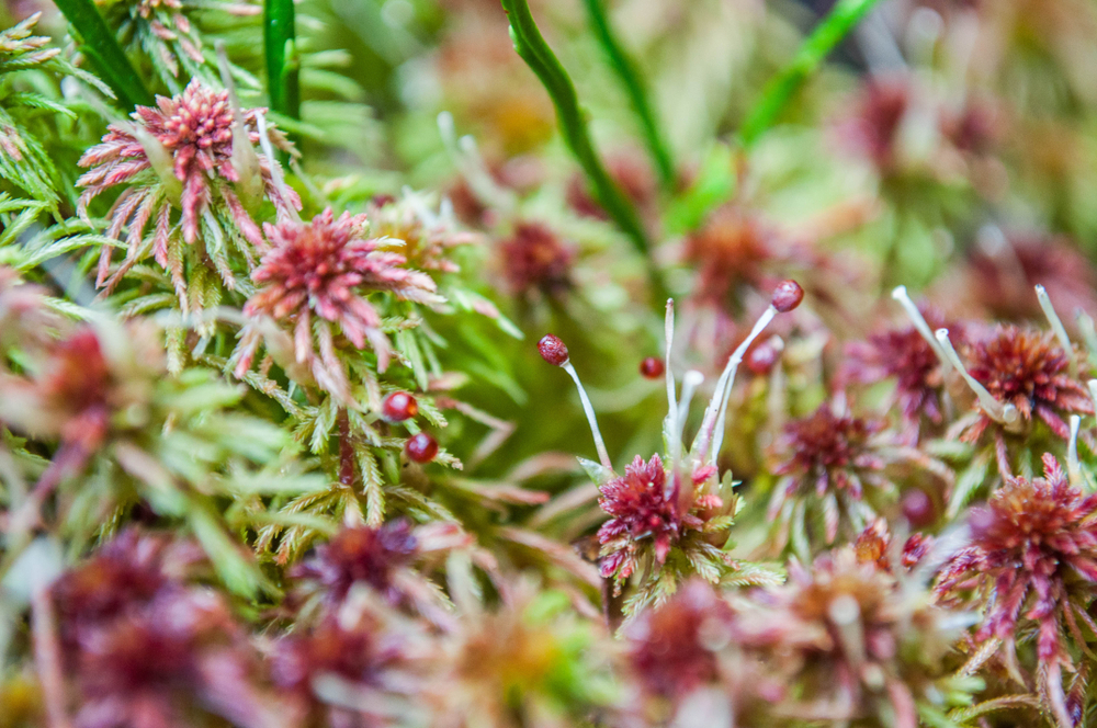 Peat Moss Alternatives: 7 More Eco-Friendly Options - Utopia