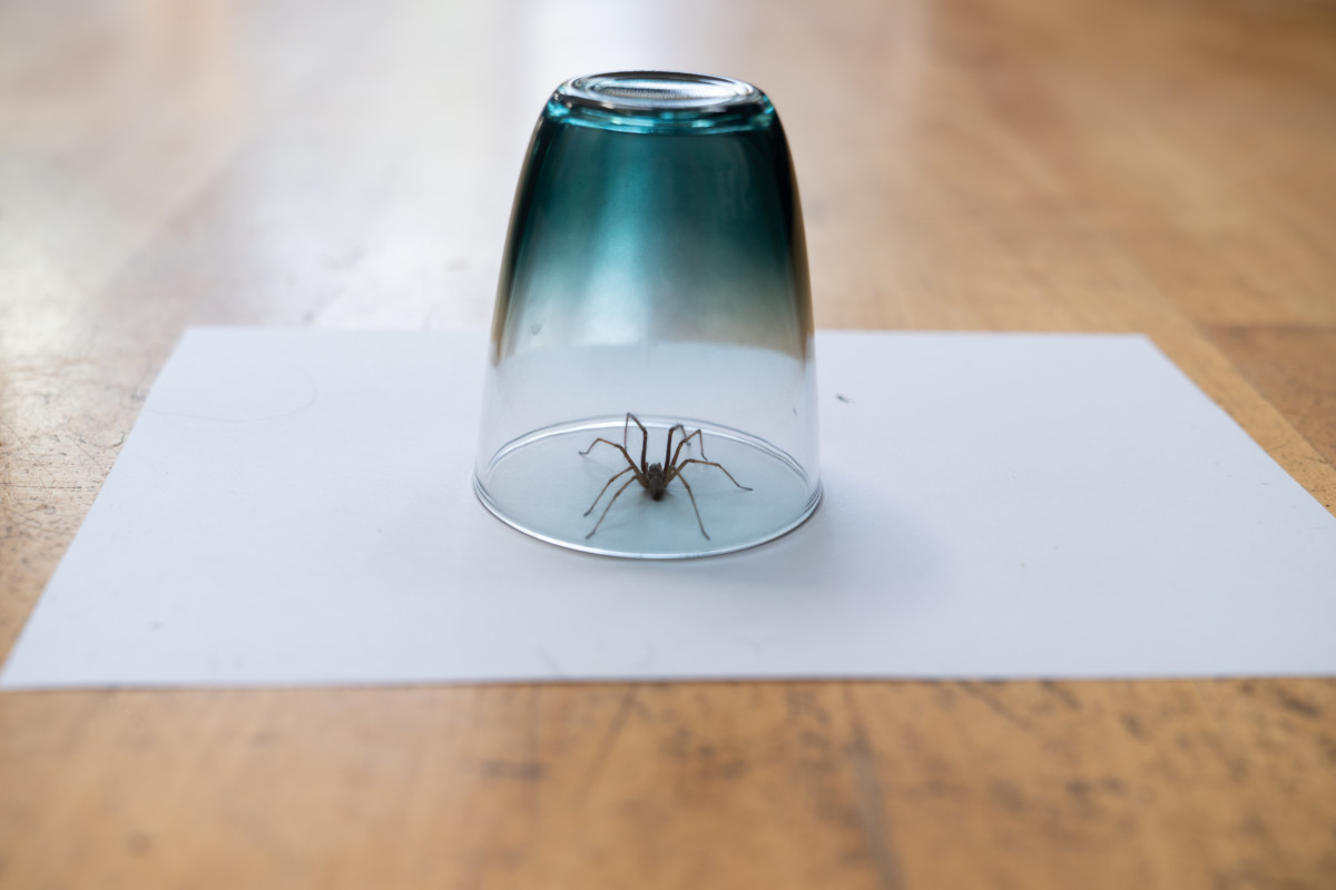 Do Chestnut, Lemon, or Peppermint Scents Repel Spiders?