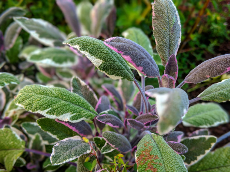 14 Innovative Ways To Use Sage Leaves   Tricolor Sage 768x576 