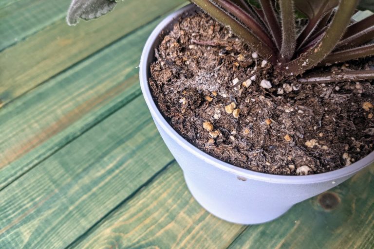 why-is-there-white-mold-on-my-houseplant-soil-how-do-i-fix-it