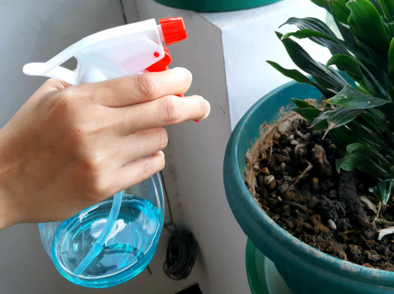 Why Is There White Mold On My Houseplant Soil & How Do I Fix It?