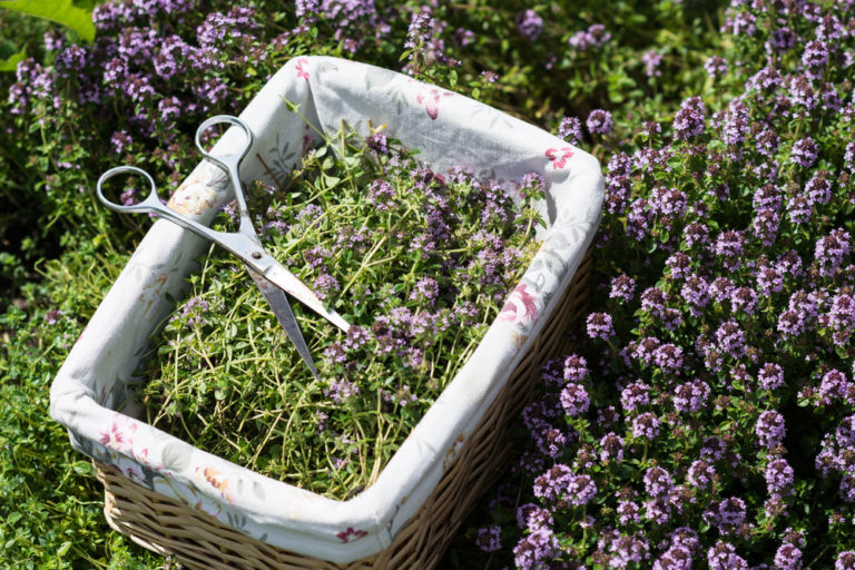 growing thyme frpm cutting