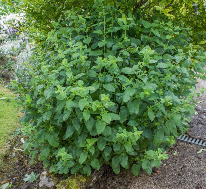 How To Grow & Harvest Lemon Balm: The Total Guide