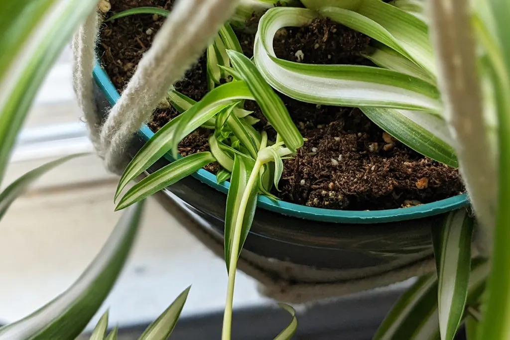 Spider plant, Chlorophytum comosum – Wisconsin Horticulture