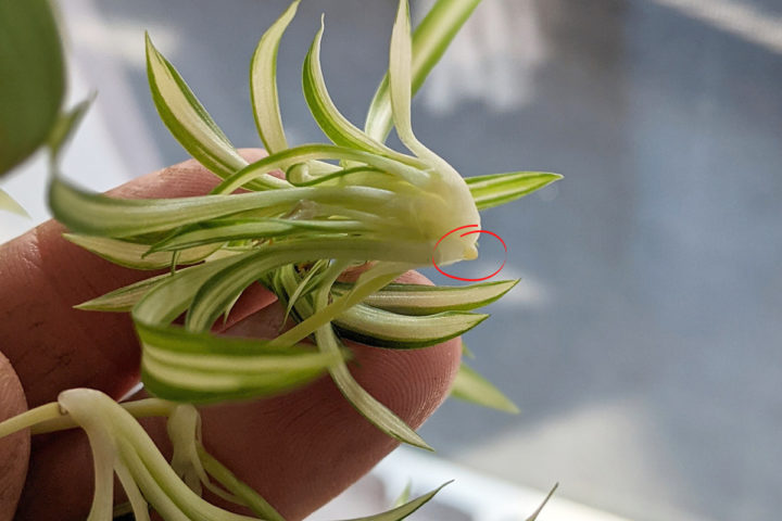 How To Propagate Spider Plants With And Without Spiderettes