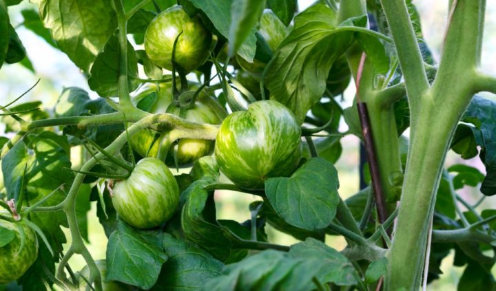 Tomato Fertilizing Guide - From Seedling to the End Of the Season