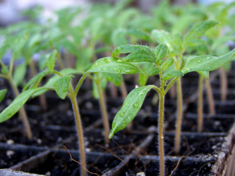 Tomato Fertilizing Guide - From Seedling to the End Of the Season