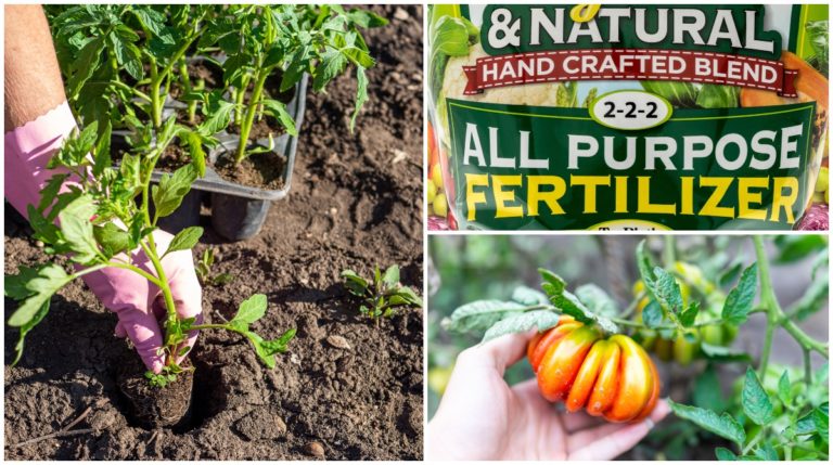 Tomato Fertilizing Guide - From Seedling To The End Of The Season