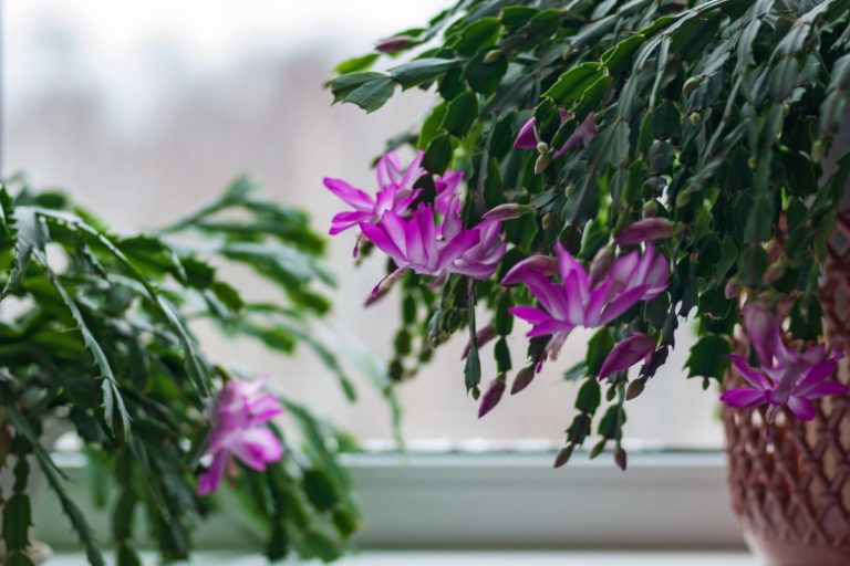 Christmas Cactus Not Flowering & 12 More Common Holiday Cactus Problems