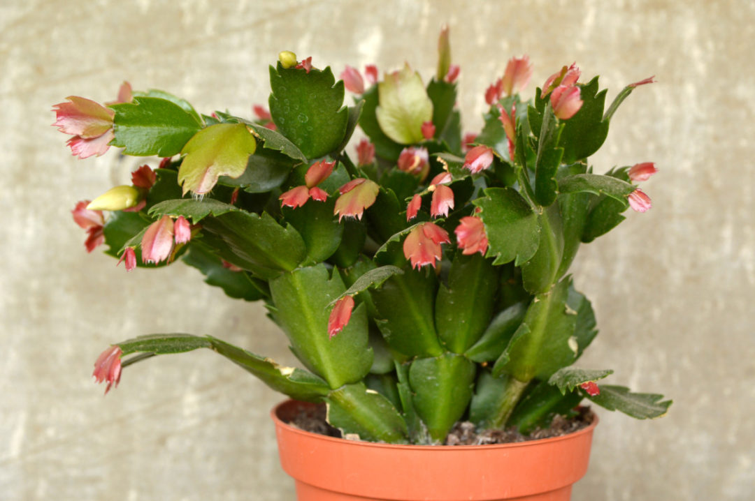 7 Christmas Cactus Mistakes That Means It Will Never Bloom