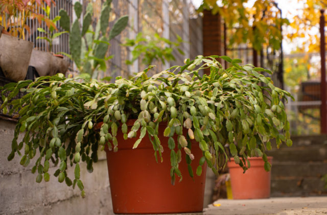 Christmas Cactus Not Flowering & 12 More Common Holiday Cactus Problems