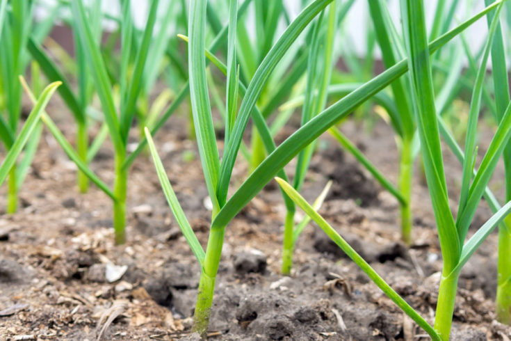 7 Productive Things To Do With An Empty Raised Bed In Fall & Winter