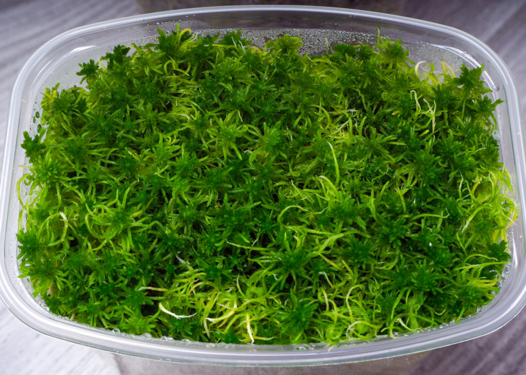 https://www.ruralsprout.com/sphagnum-moss/