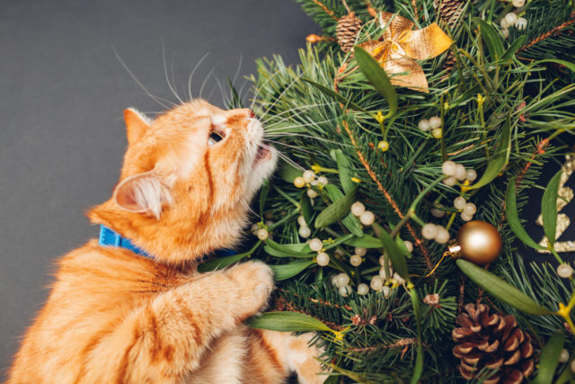 Poinsettias & Other Holiday Plants That Are Toxic To Pets (& 3 That Aren't)