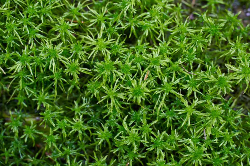 How to use sphagnum moss properly to grow bigger and healthier plants –  Leafy Soulmates