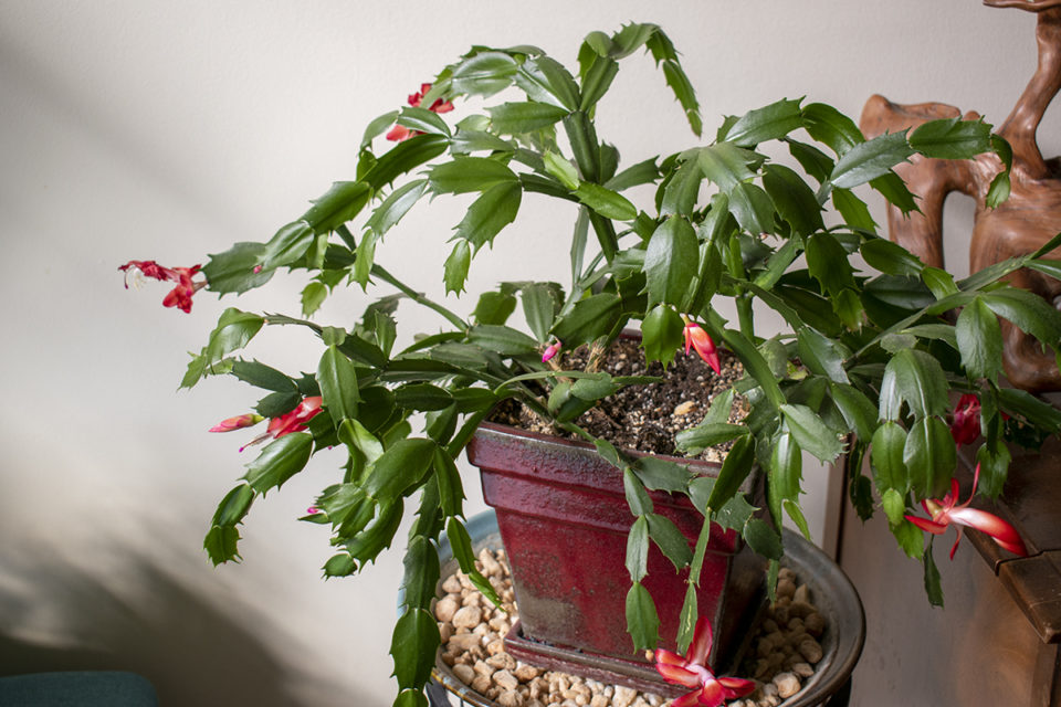 How to Propagate Christmas Cactus + 2 Secrets To Big, Blooming Plants