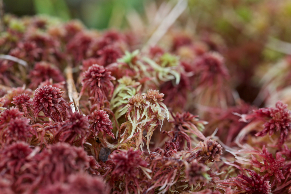 How to use sphagnum moss properly to grow bigger and healthier plants –  Leafy Soulmates